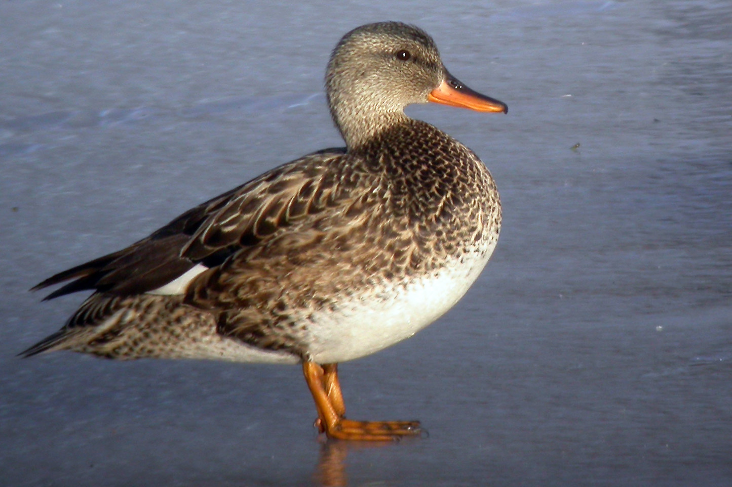 Mallard