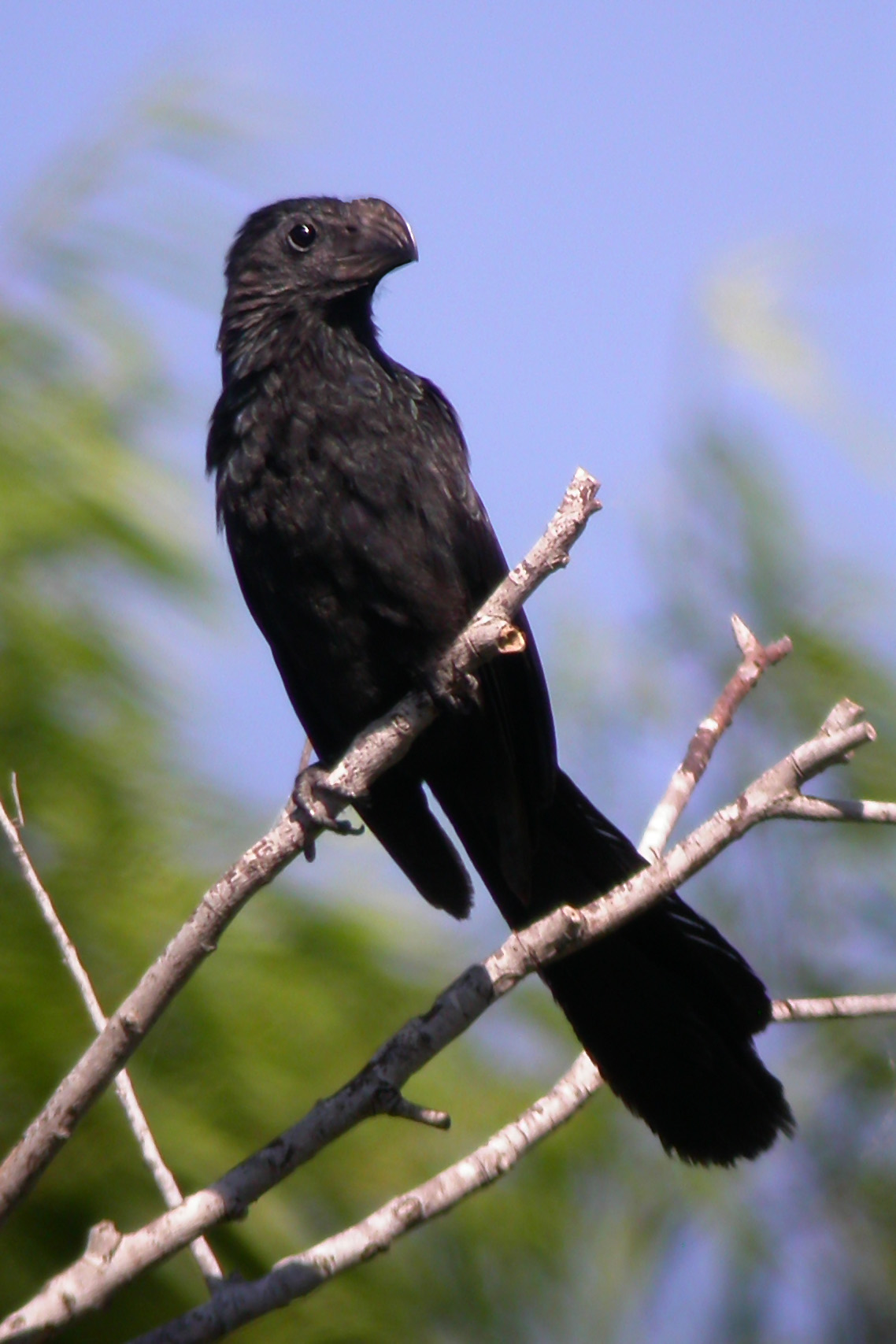 Groove-Billed Ani