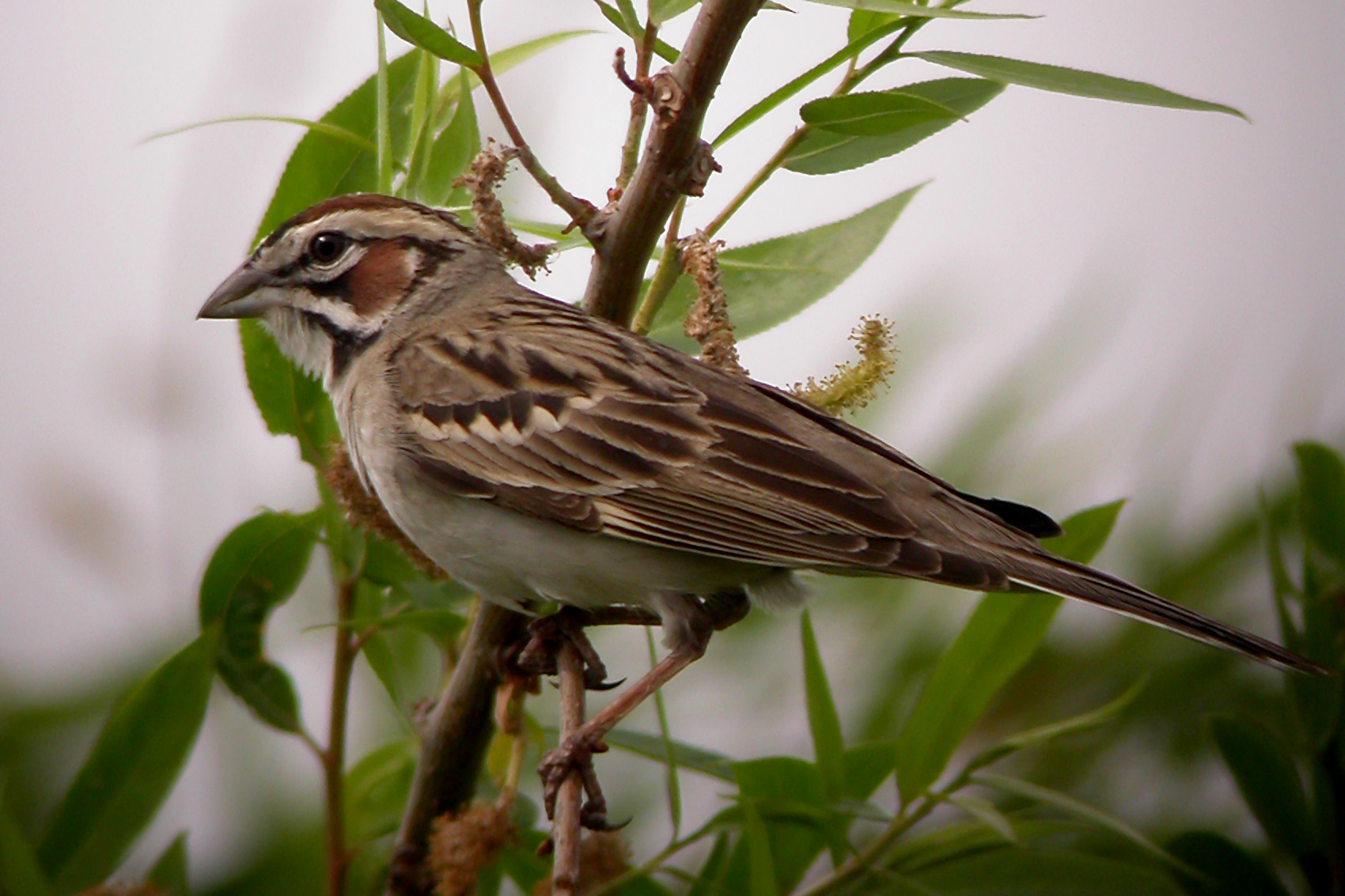 Lark Sparrow