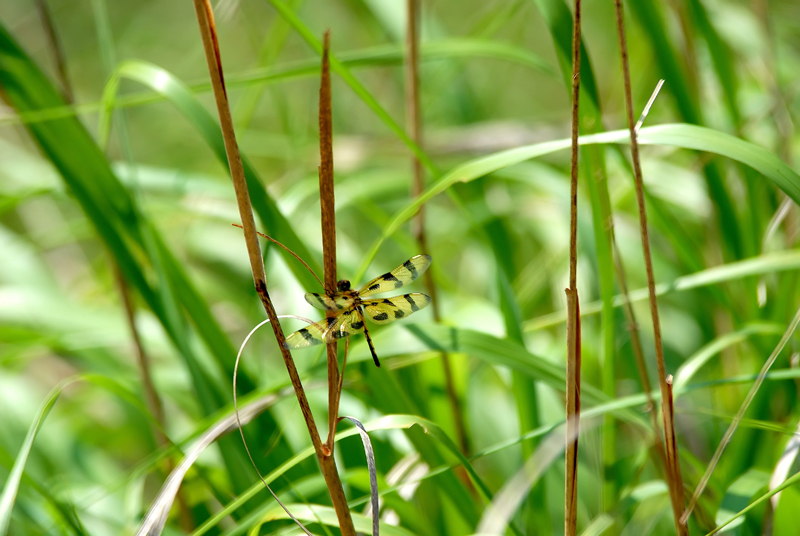 Dragonfly in the sun