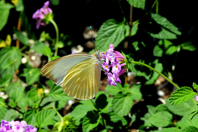 Unk Butterfly Venice, Florida