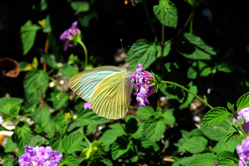 Unk Butterfly Venice, Florida