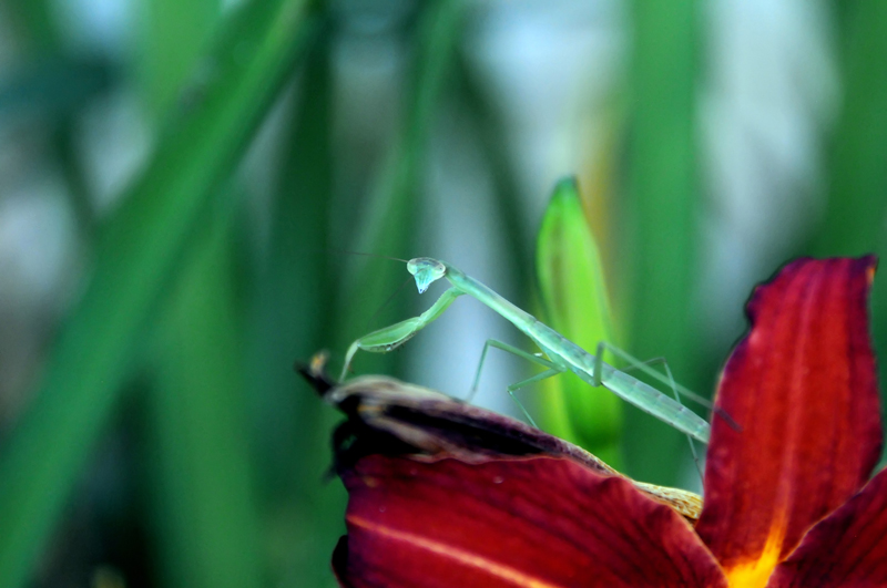 Praying mantis on dark red tiger lilly