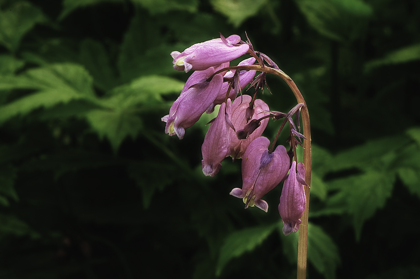 Bleeding Hearts