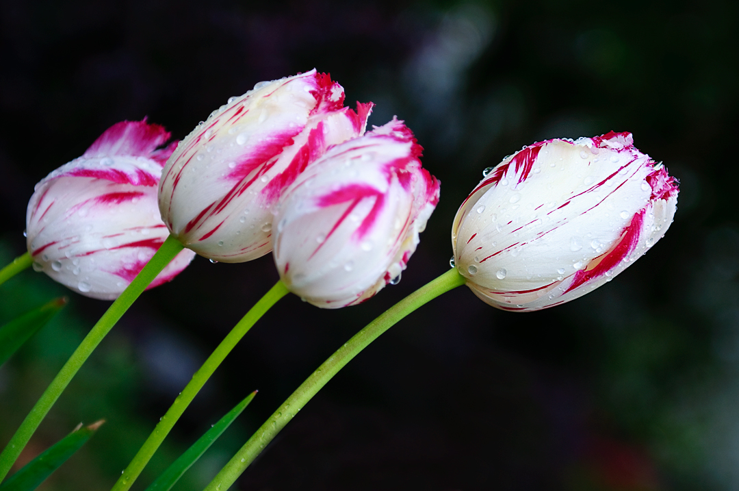 My Neighbors Tulips