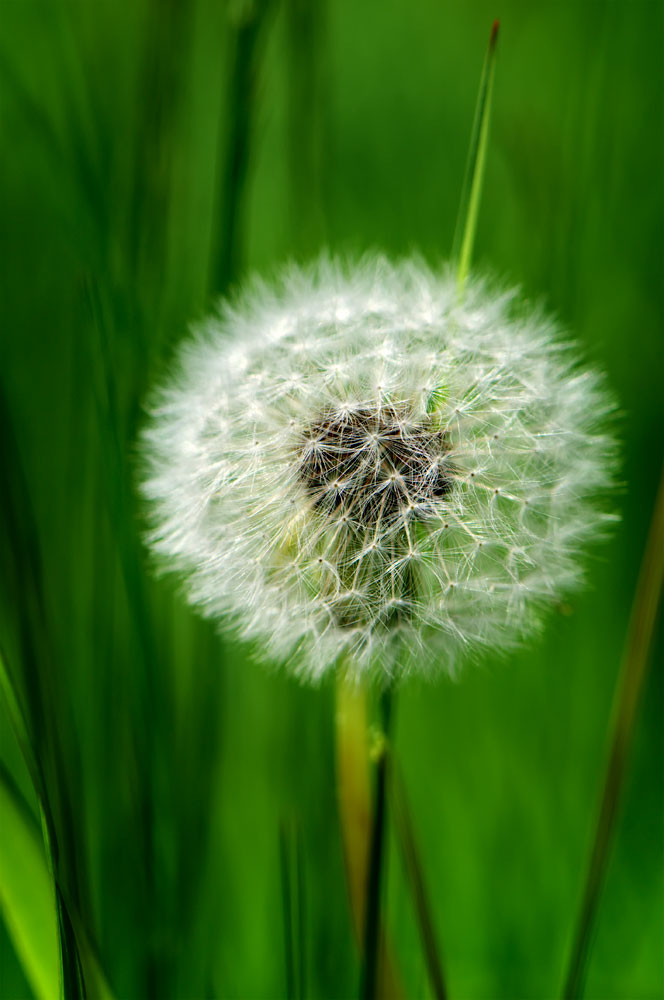 Dandy Lion