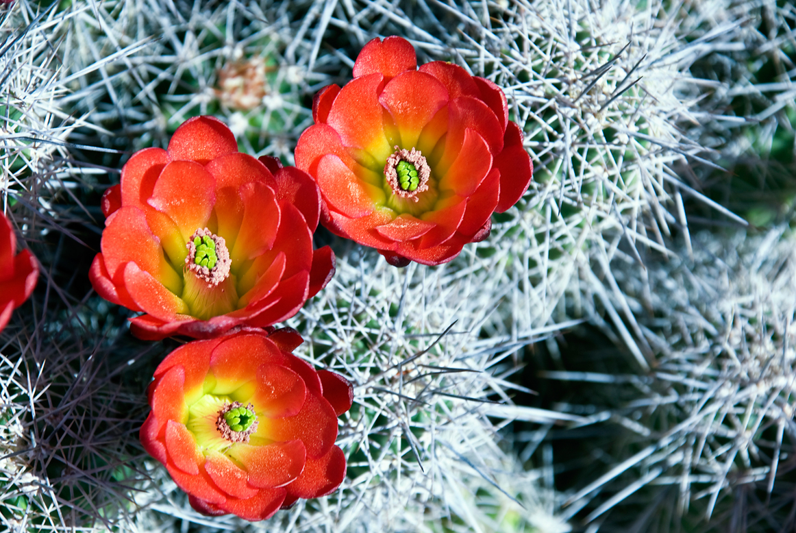 Claret Cup Cactus