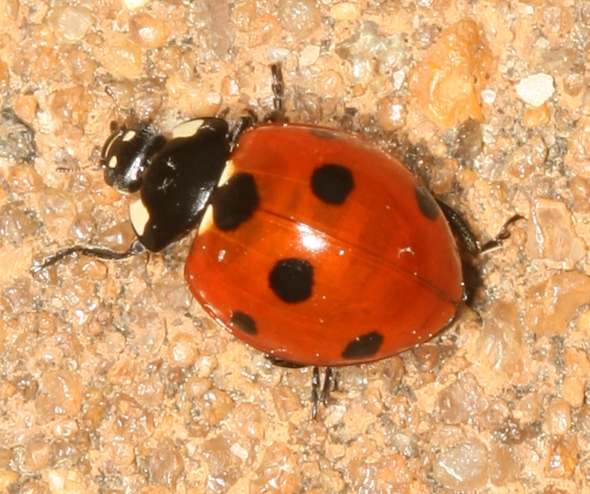 Seven-spotted Lady Beetle
