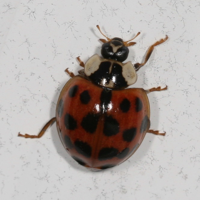 Harmonia axyridis