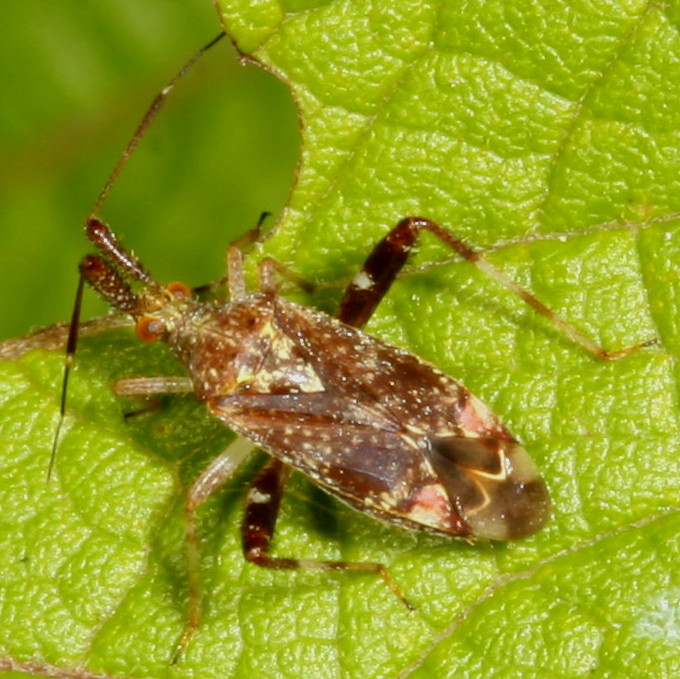 Genus Neurocolpus nubilus group