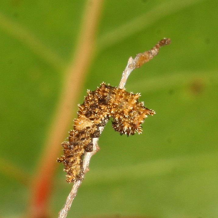 Limenitis 1st instar