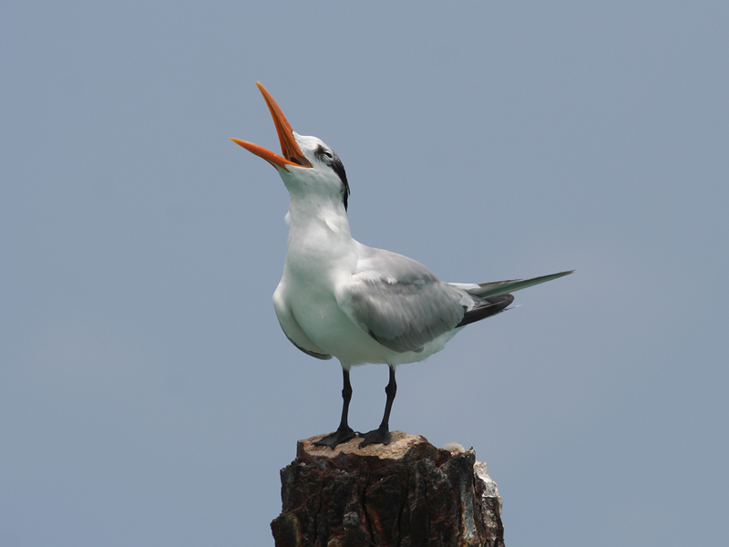 Koningsstern; Royal Tern