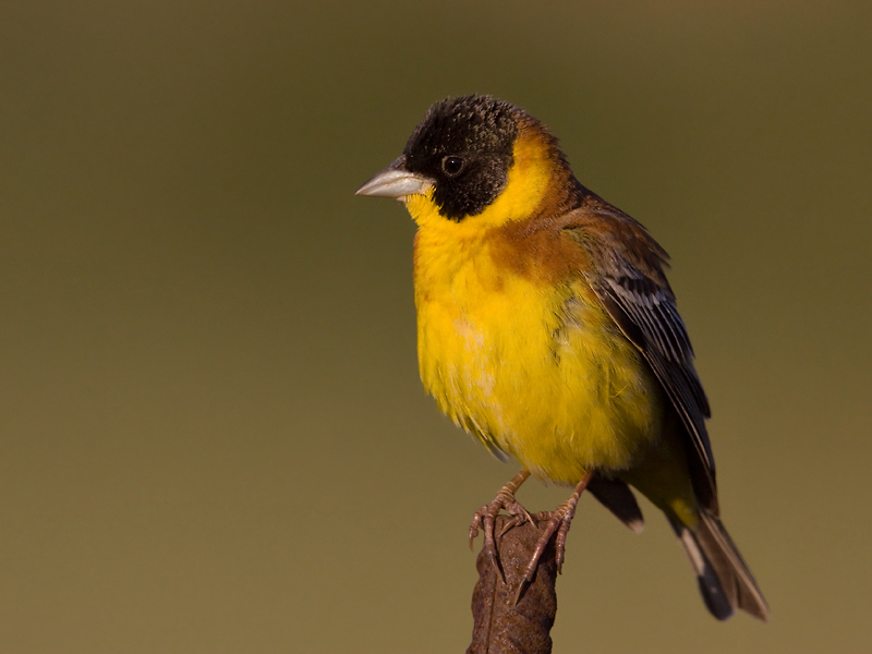 Zwartkopgors;Black-Headed Bunting