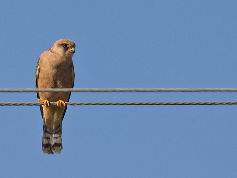 Roodpootvalk; Red-footed Falcon