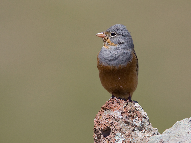 Bruinkeel Ortolaan; Cretzschmars Bunting