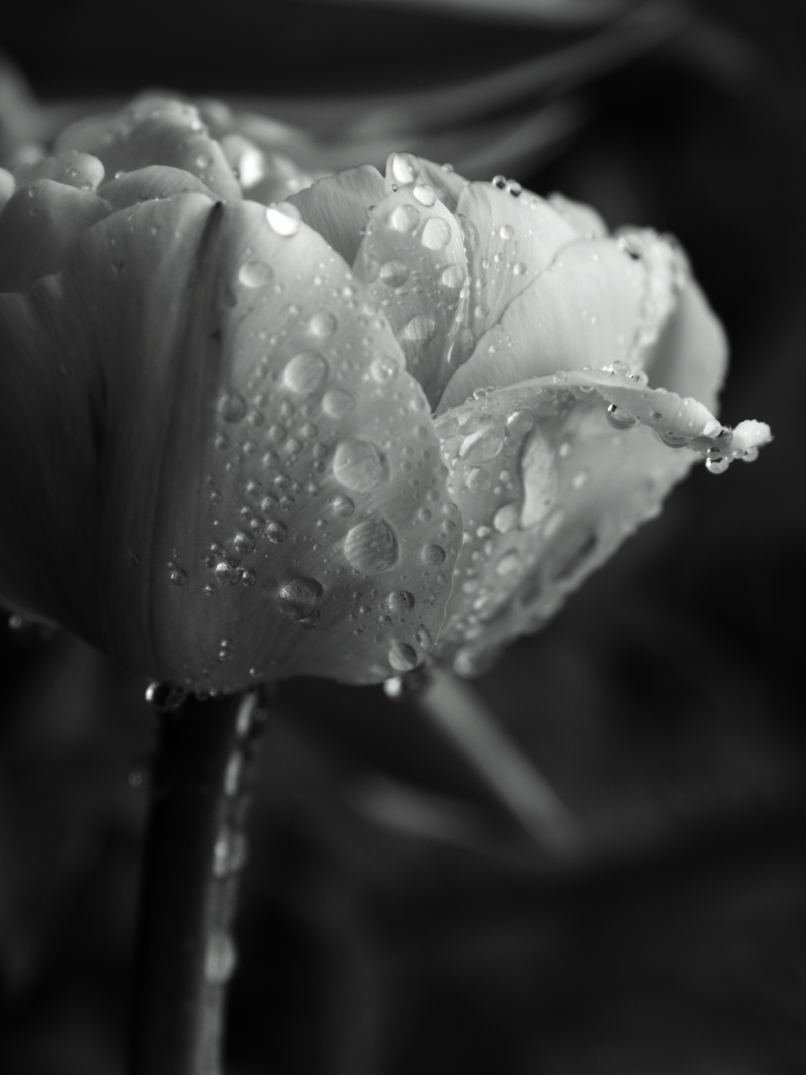Classique tulipe