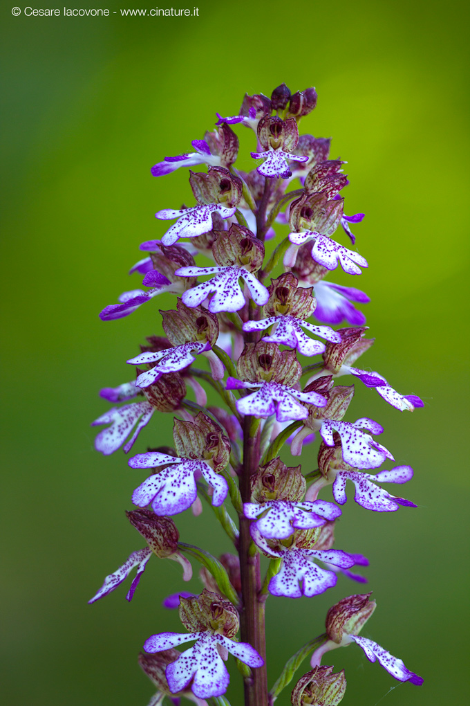 Orchis purpurea