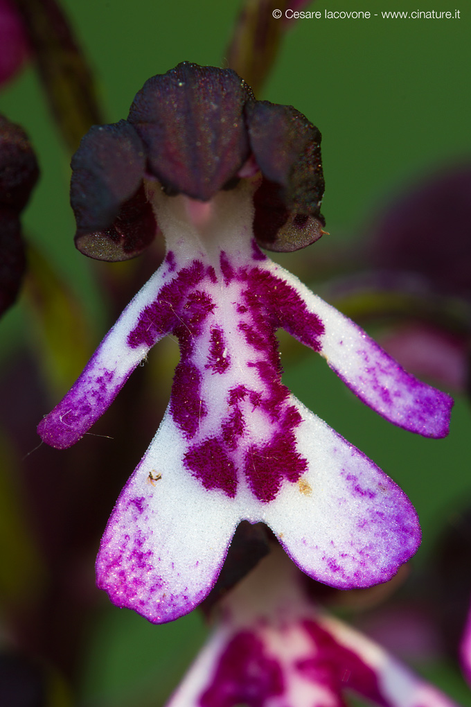 Orchis purpurea