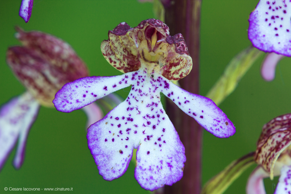 Orchis purpurea