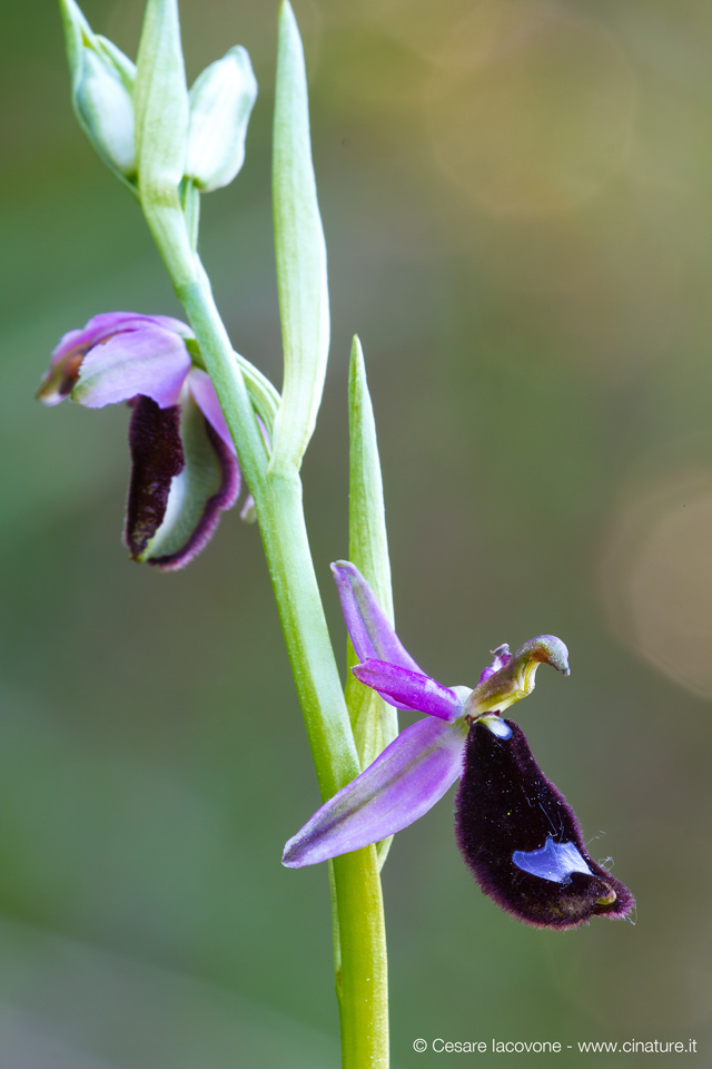 Ophrys bertoloni