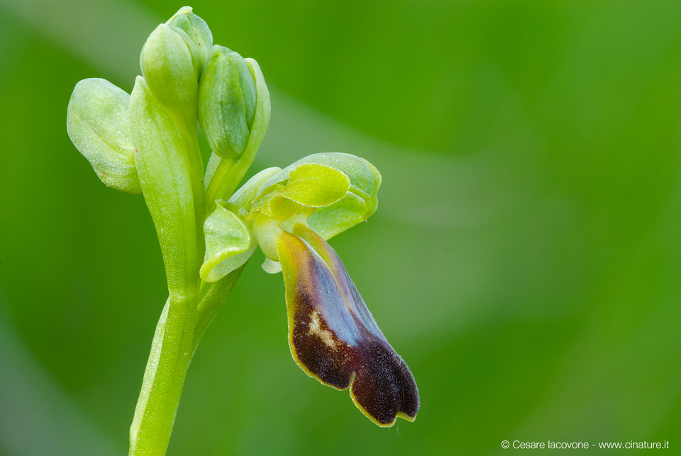 Ophrys fusca