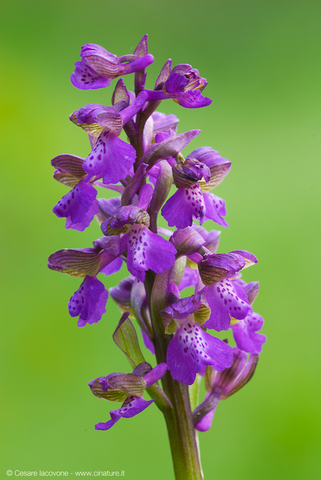 Orchis morio
