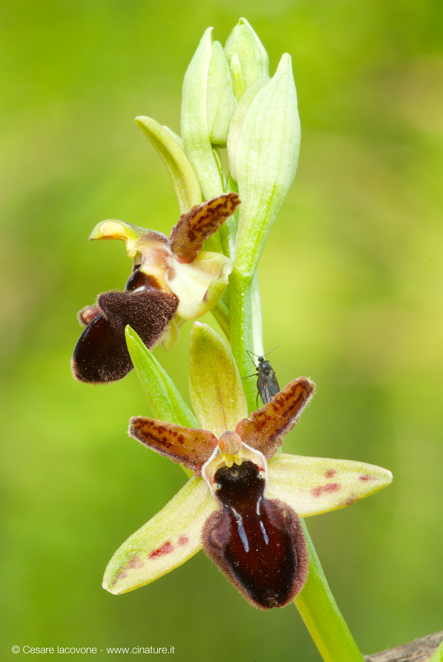 Ophrys promontorii