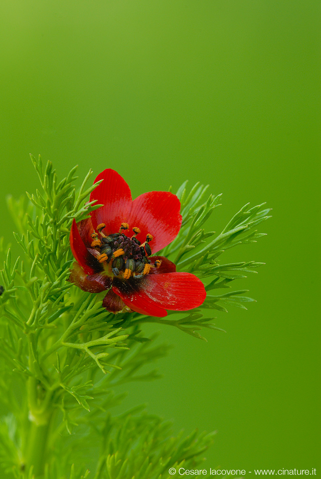 Adonis annua