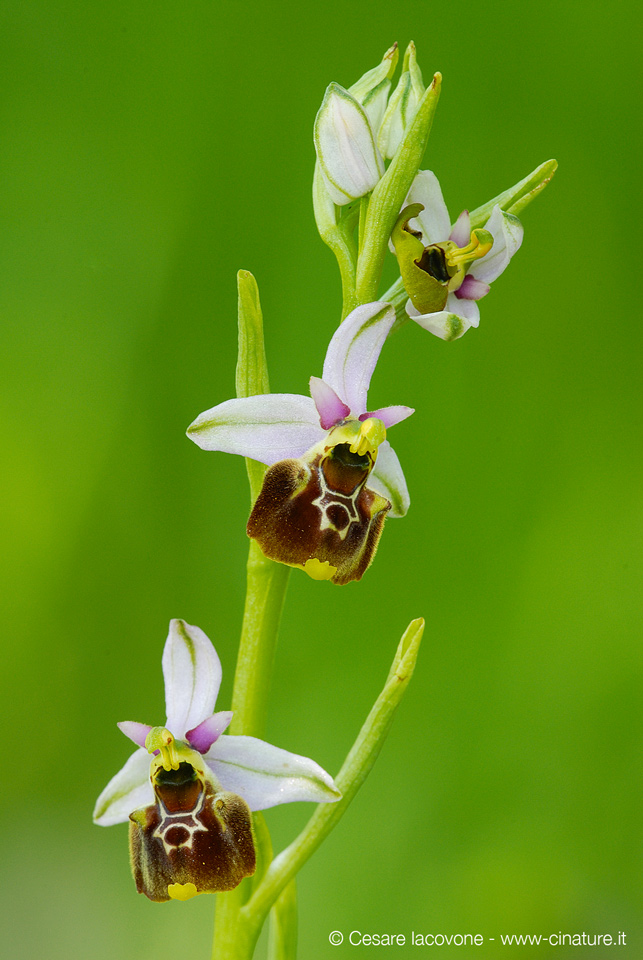 Ophrys holoserica