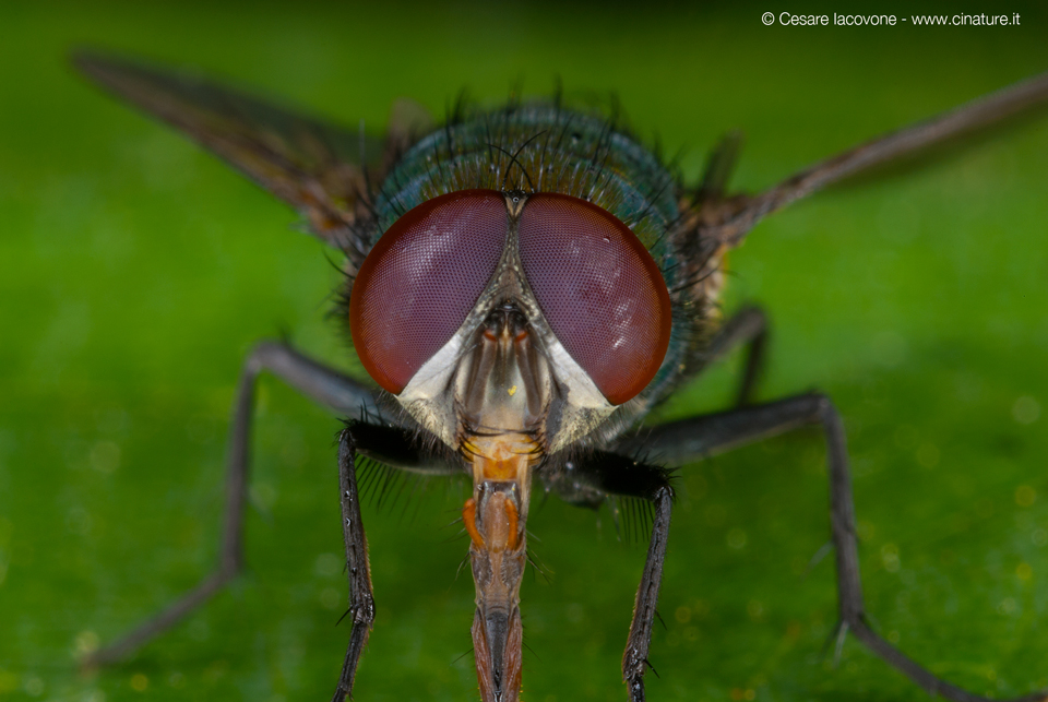 Lucilia-sericata2.jpg