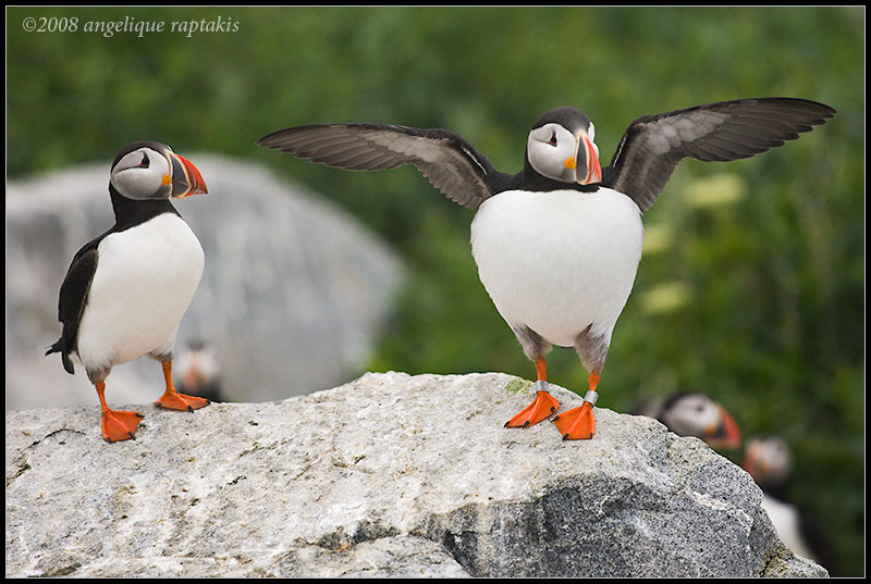 _ADR1920 puffed puffin ce wf.jpg