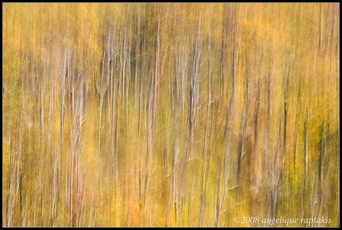 _MG_0280 trees rewf.jpg