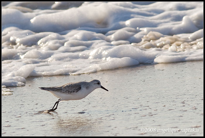 _MG_9953 sanderling wf.jpg