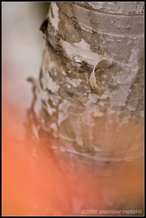 _ADR4161 birch wf.jpg