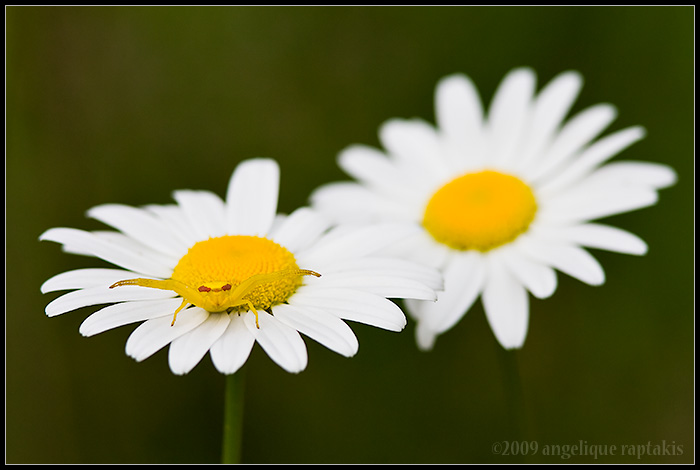 _ADR4920 crabspider wf.jpg