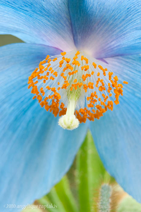 _ADR3879 blue poppy w.jpg