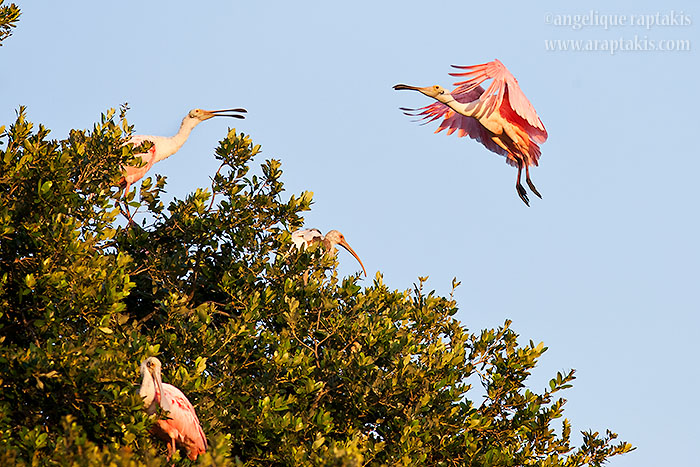 _ADR1584 incoming spoonbill w.JPG