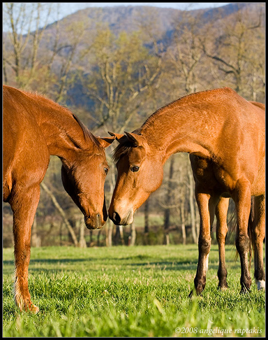 _ADR9952 horses wf.jpg