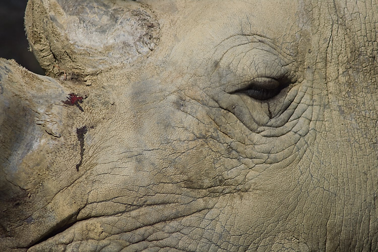 Rhinoceros