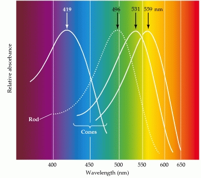 photoreceptor spectrum.jpg