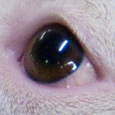 original.3200iso.200mm.2.8.jpg