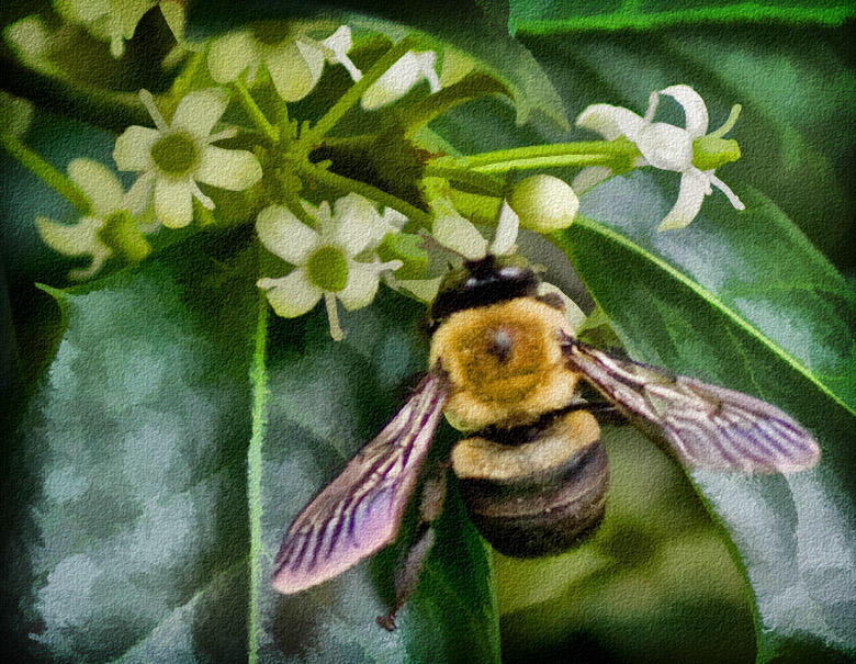 _MG_1958 Bee on Holly