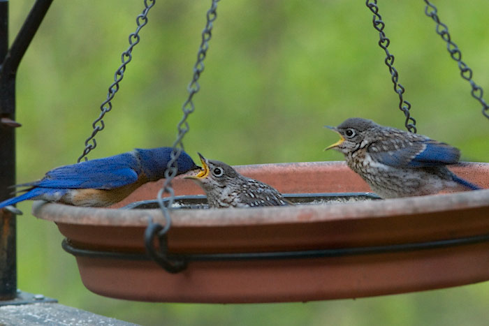 _MG_1247 Daddy Bluebird and Babies