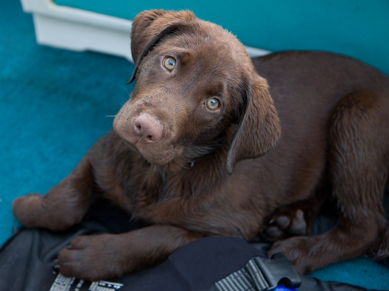 _MG_4967 Jazz is only 12 weeks old!