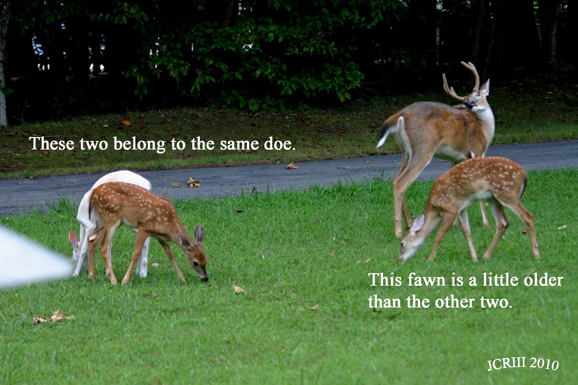 Three Fawns and Six Point Buck
