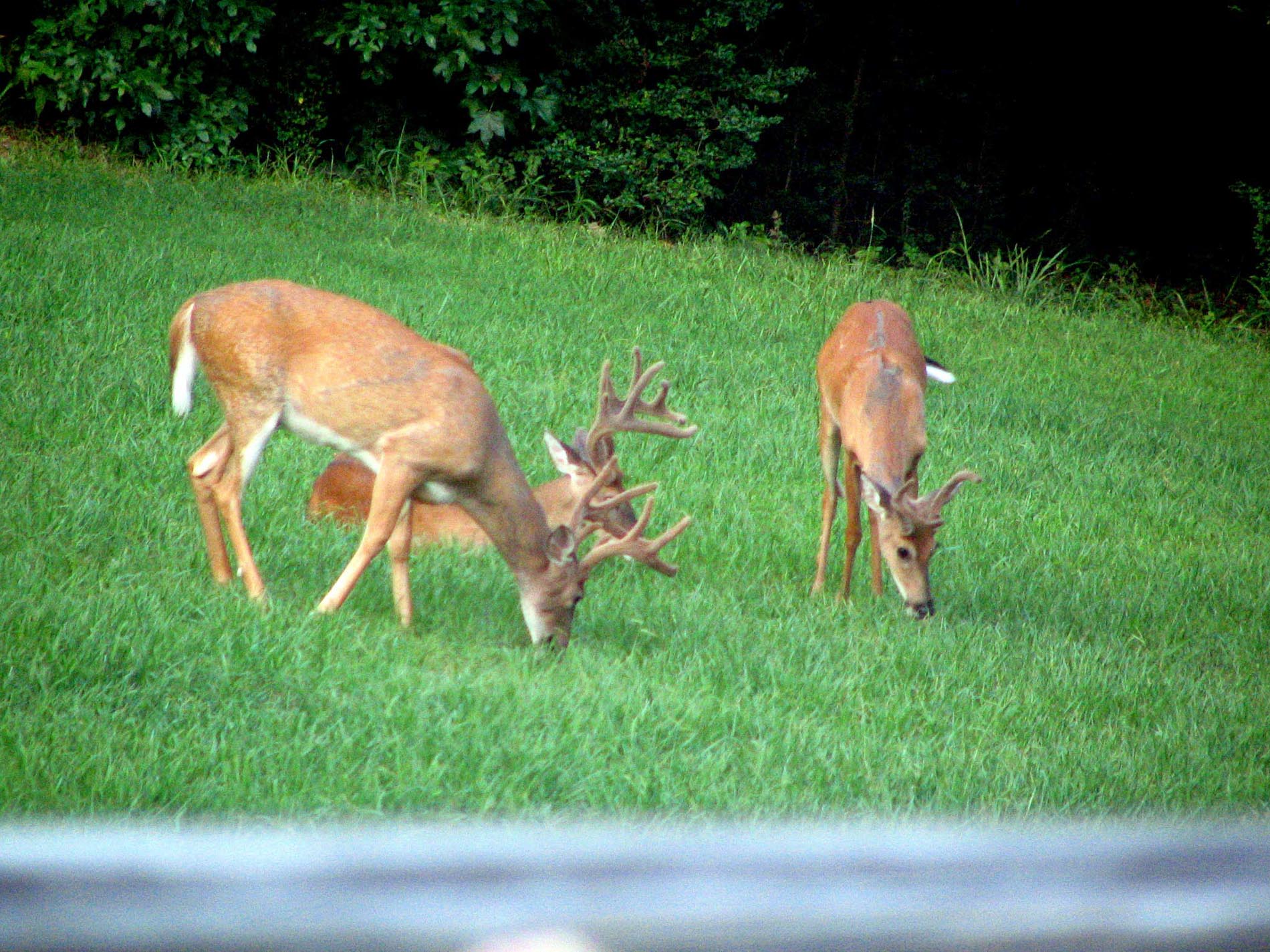 Bucks In Back Yard