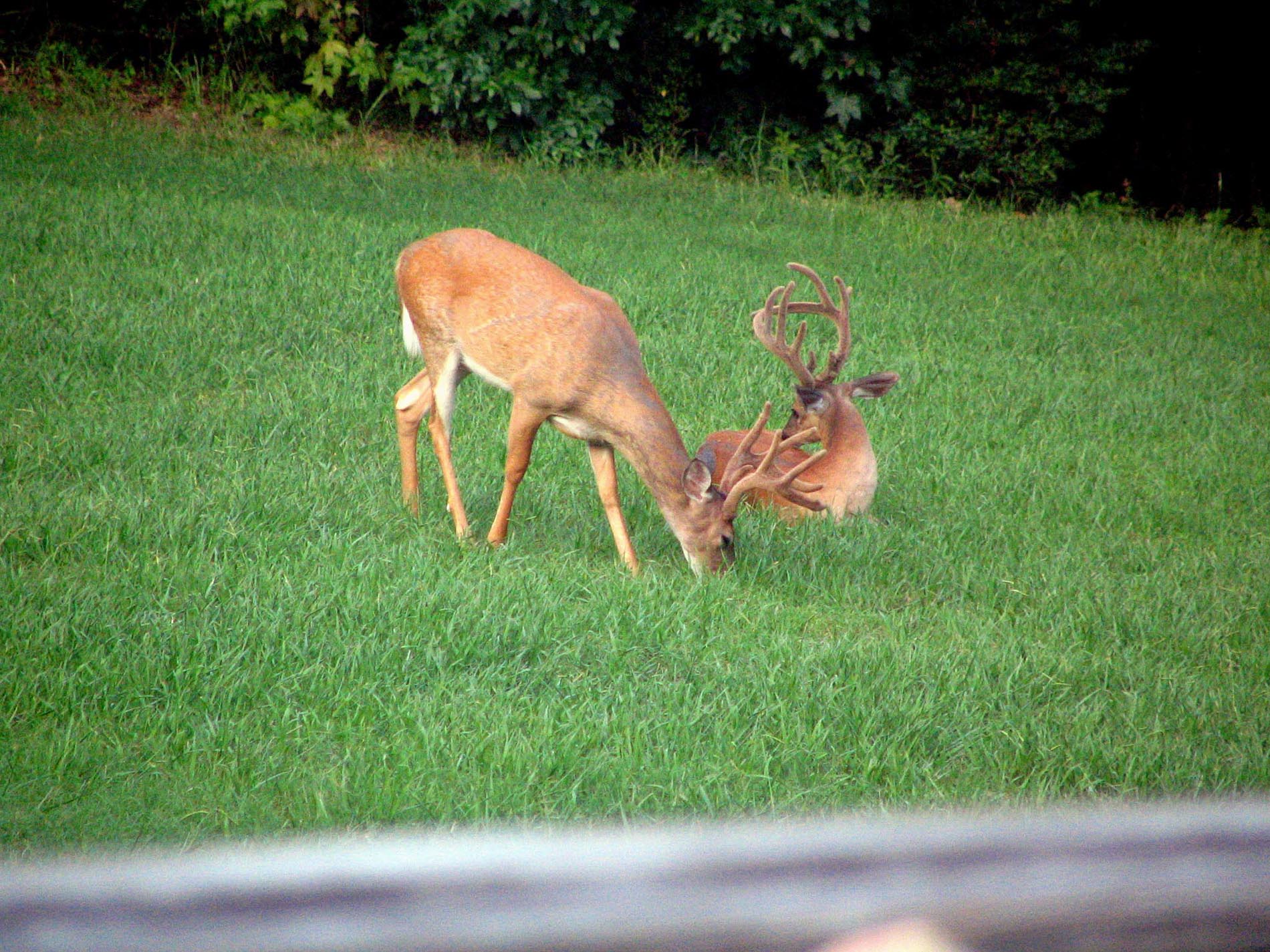 Bucks In Back Yard
