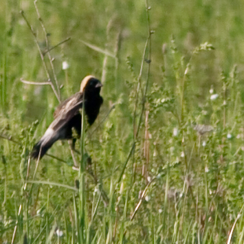 bobolink-0093.jpg