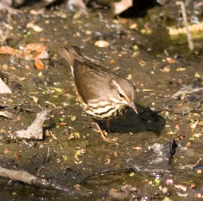 northernwaterthrush2-9480.jpg