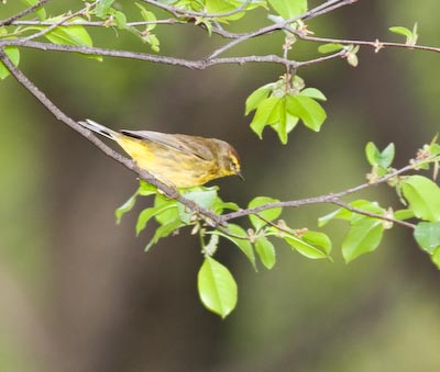 palmwarbler-9356.jpg